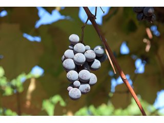 Grapes on farmland in Van Buren County, Michigan - LAND AUCTION - 300+/- ACRES SPECIALTY CROP - GRAPES AND HOPS - OFFERED IN 8 TRACTS IN VAN BUREN COUNTY, MICHIGAN